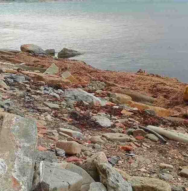 Окаменелости в Лисьей бухте